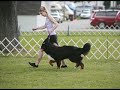 Bernese Mountain Dog Specialty at Canfield Ohio 2008