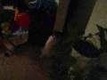 Annie Oakley, a Jack Russle with a cat toy