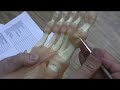 Ligaments and Tendons of the Foot