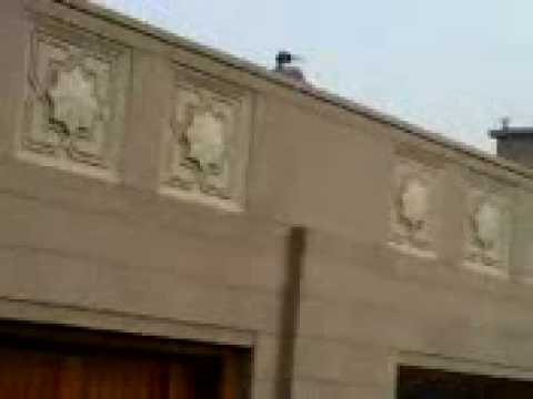 تفريش