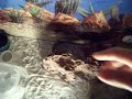 lepard gekos cage setup