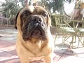 Bullmastiff Dog Tricks #4