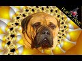 Bullmastiff Dog Tricks #4