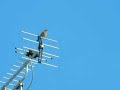 DAURIAN REDSTART
