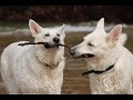 Chiens Chiens
