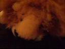 webkinz world amusment park episode 1 webkinz world amusment park episode 1