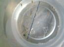 Baby Fish at 3 Weeks