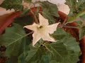 Datura Flower bloom in real-time Datura Flower bloom in real-time
