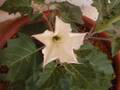 Datura Flower bloom, real-time