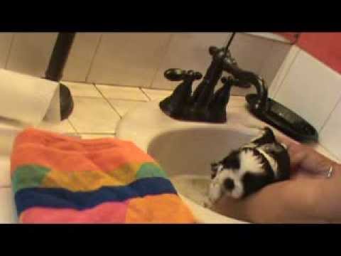how to care puppy shih tzu