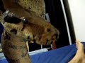 It plays with the boa constrictor