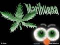 videos de Plante7