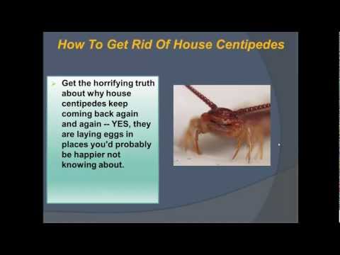 how to eliminate centipedes