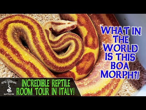YouTube reptile video