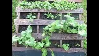 Indoor Backyard Aquaponics Kit For Easy Home Farming Gardening