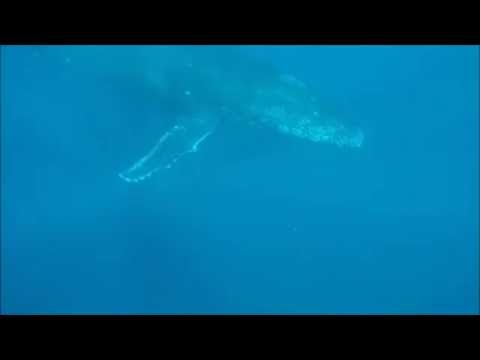 Humpback Interaction success at Ningaloo Reef, Western Australia