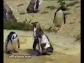 pingouin
