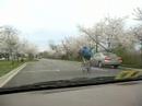 Cherry Blossom in Washington DC