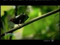 Moonwalking bird