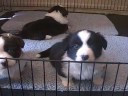 Cardigan Pups 4 wks - Kirby x Visa Cardigan Pups 4 wks - Kirby x Visa