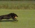 uschi