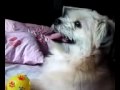 Pet
