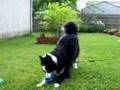 Border Collie video