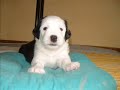 Racy Rascals - Chronicle of our first Bobtail puppies part 1