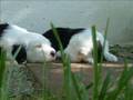 Racy Rascals - Chronicle of our first Bobtail puppies part 1
