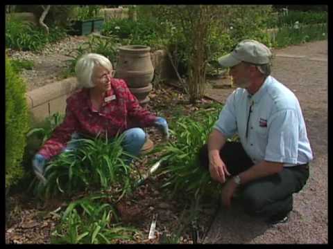 how to divide and transplant daylilies