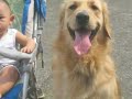 Dino the Golden Retriever takes you to Sun Yat-sen Memorial Hall