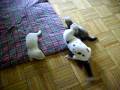 videos de Nerz & Frettchen