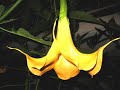 Blumen bei Nacht Blumen bei Nacht