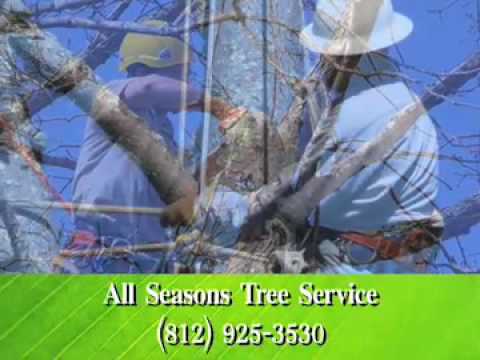 how to fertilize sycamore tree