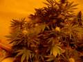 Super Skunk, Master Kush, AK-48 pt. 4