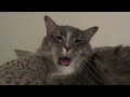Screaming Cats