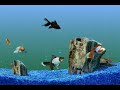 Goldfish Aquarium Tank Swimming Gold Fish Video Clip Goldfish Aquarium Tank Swimming Gold Fish Video Clip