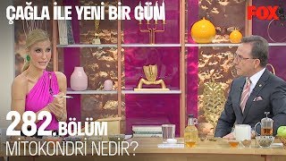 Mitokondri nedir? Çağla ile Yeni Bir Gün 282 B�