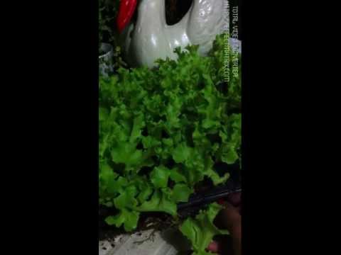 how to transplant seedlings into hydroponics