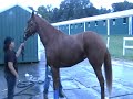 Soto x Peau De Soie filly Soto x Peau De Soie filly