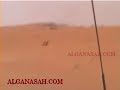 Super Rabbit Outsmarts Hunting Falcon !!