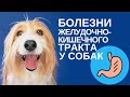 Видео - Болезни желудочно-кишечного тракта у собак