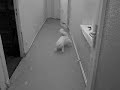 running cat running cat