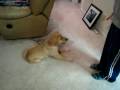 Cassidy's tricks at 14 weeks