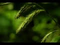 Carex mitchelliana