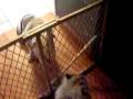 videos de Daisy the English Bulldog & her best friend Travis the Ragdoll cat ;)