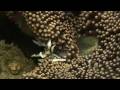 Best of El Nido Diving