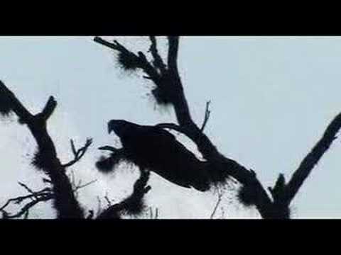 Vulture