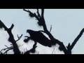 Vulture
