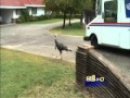 Producer Has Camera Rolling, Captures Turkey Attack Moment